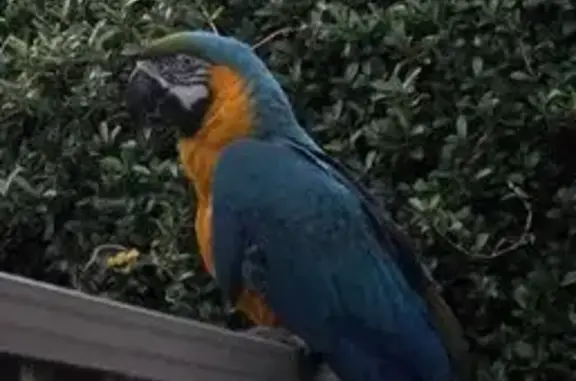 Sitting on fence. Blue bird