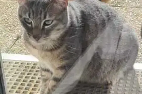 Chat perdu mâle, Allée de Montfermeil, 216, Gagny - tigré gris, castré - photo