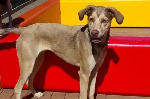 Cachorro perdido Fêmea (brl002958) - photo