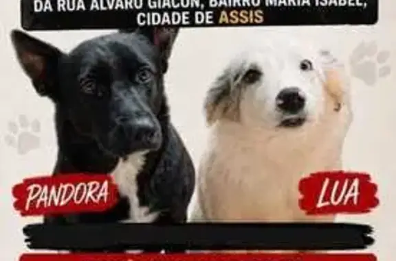 Cachorro perdido Fêmea (brl002959) - photo