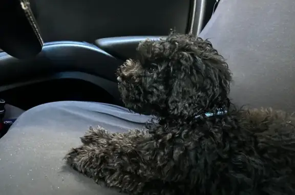 Lost dog, Law Street South, 23...