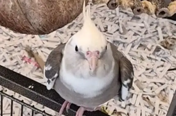 Lost bird, Nestle Avenue, 6850, Los Angeles - male cockatiel - photo