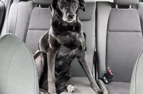 Lost dog, Northeast Eastwood Drive, 119, Omaha - female black lab - photo