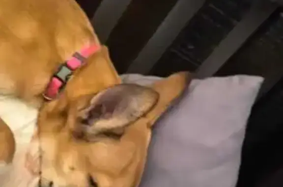 Lost dog, Rosyth Road, Durban, Berea - tan and white puppy with a lumo pink collar - photo