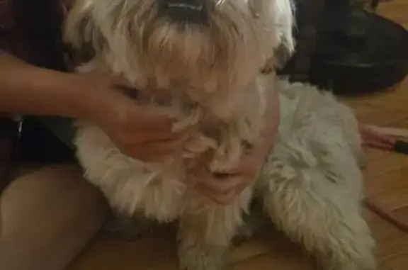 Found pets Maplewood, photo: Found dog, Furness Parkway, 1446, Saint Paul, Maplewood - bonded pair, no chips