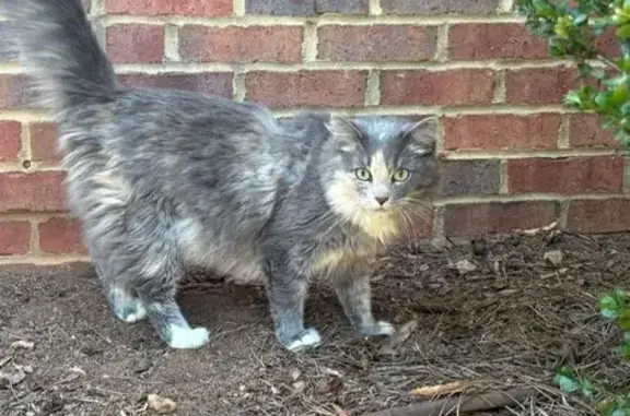 Lost cat, Audubon Place, Newnan - female, long hair, mostly grey with a multicolor face - photo