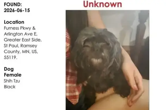 Found pets Maplewood, photo: Found dog, Furness Parkway, 1446, Saint Paul, Maplewood - female, bonded with another dog