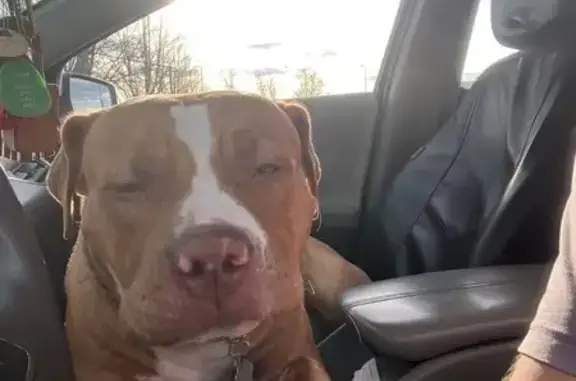 Lost dog, North 200 West, 600, Logan, Las Vegas - male, inside dog - photo