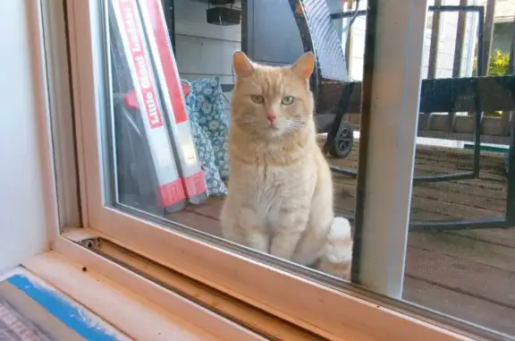 Lost pets Tacoma, photo: Lost cat, North Gove Street, 3615, Tacoma - male - green eyes