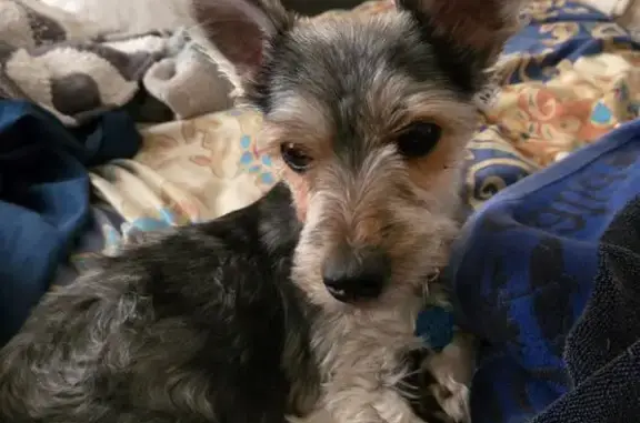 Lost dog, Moran Court, 14, Manorville - female, gray and white, red collar - photo