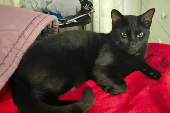 Lost cat, Bosuns Road, 24, Cape Town - male, black with white fur - photo
