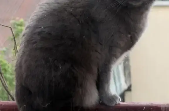 Perdu chat, Rue Victor Hugo, 106, Bagnolet — chatte grise, yeux verts - photo