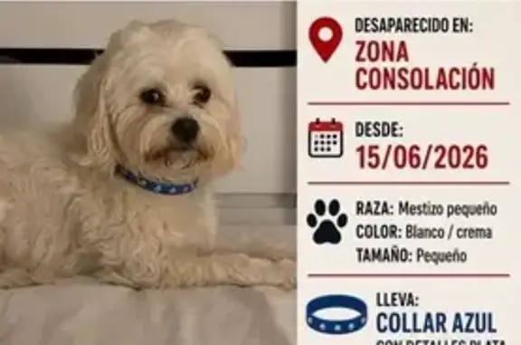 Perro perdido macho, Carrer Baró, Borriana, Valencia - collar azul con detalles plata - photo
