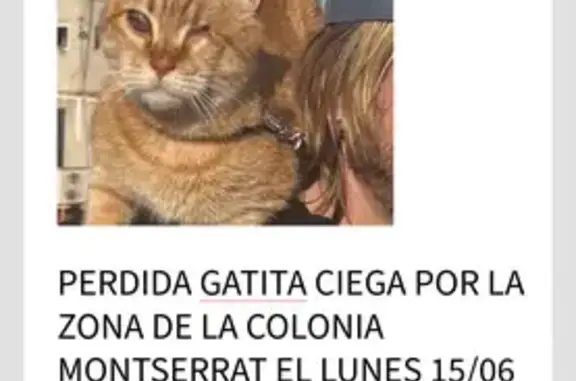 Gatos perdidos, Sant Cugat del Valles, foto: Perdido gato hembra, Carrer de les Flors, Valldoreix, Sant Cugat del Valles - ciego y con chip