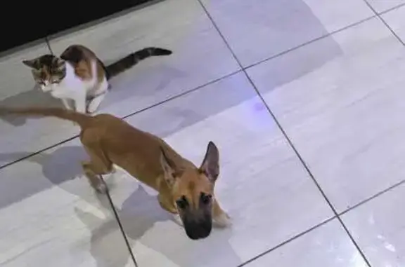 Lost dog, Rosyth Road, Durban, Berea - tan and white, light marks on paw - photo