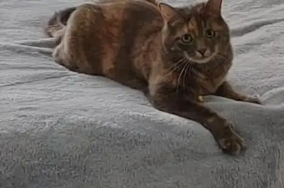 Chat perdu, Rue des Comtesses, 24, Chartres - femelle craintive, écaille de tortue - photo