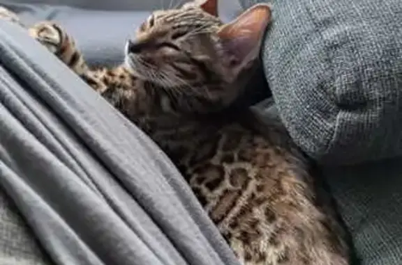 Perdido gato hembra, Carrer del Canigó, 92-90, Horta - bengalí de 2 años con chip - photo