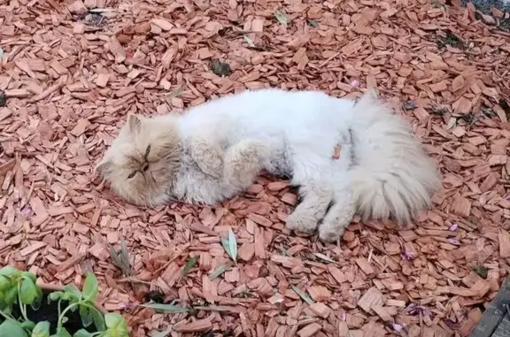 Chat perdu mâle, Rue Abeilley, 30, Le Teich, Anglet - persan crème - photo