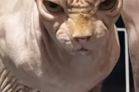Chat perdu mâle, Rue Étienne Méhul, 48, Le Havre - voile à l'œil - photo