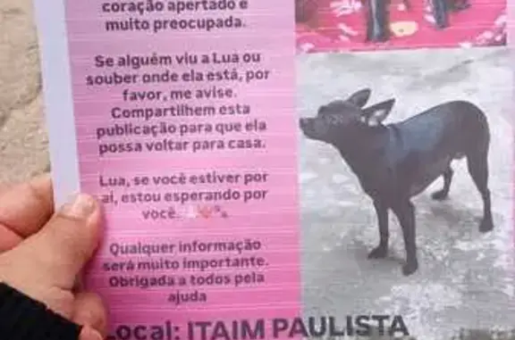 Cachorro perdido Fêmea (brl002961) - photo