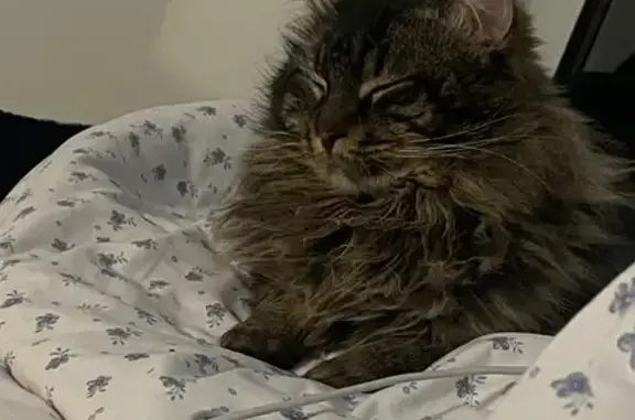 Missing cat Dagenham, photo: Lost cat, Charlecote Road, Dagenham - male, very fluffy, large