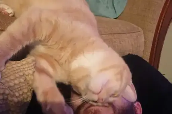 Lost cat, Turnberry Place, 205, St. Peters - light orange, very friendly - photo