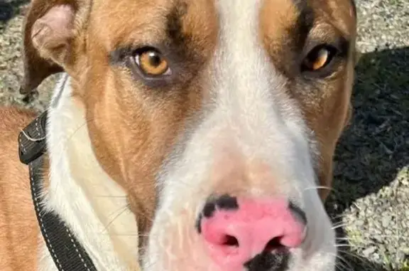 Lost dog, Central Park Drive,...