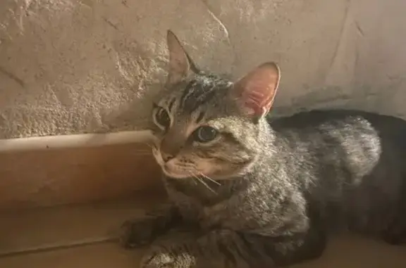 Gato encontrado Murcia, foto: Encontrado gato macho en Carril Parreños, 5B, Murcia, muy delgado y sin chip