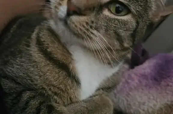 Lost pets Pasadena, photo: Lost cat, Union Jack Court, 7900, Pasadena - female, shy, white paws and chin