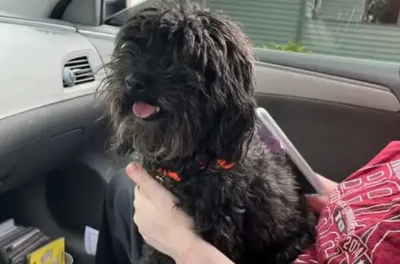 Found pets Indianapolis, photo: Found dog, Wildcat Drive, 6039, Indianapolis - small black, friendly