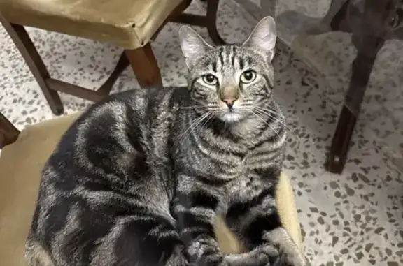Gato encontrado Granada, foto: Encontrado gato hembra, Calle José Recuerda, Granada - muy cariñoso, acostumbrado a la casa