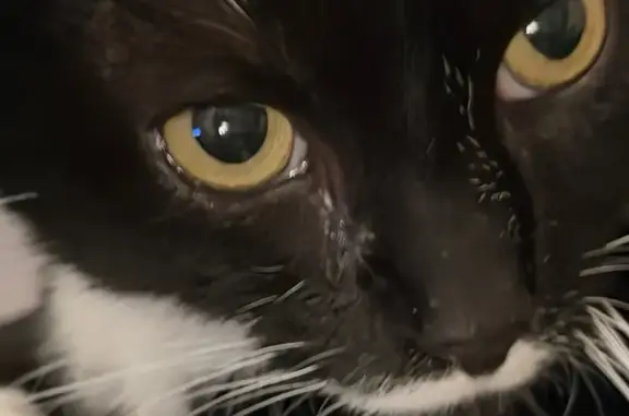 Found pets National Park, photo: Lost cat, Hessian Avenue, 1040, National Park - female