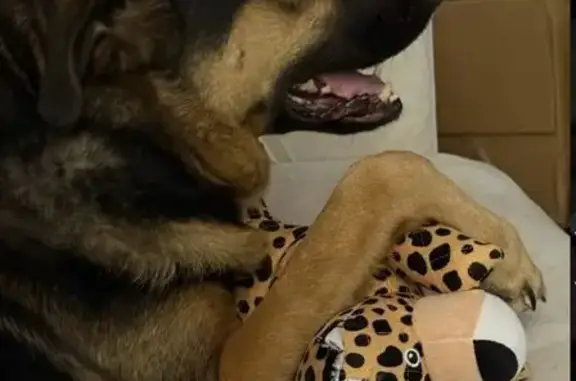 Lost dog, Afshari Drive, 340, Florissant - male, black collar - photo