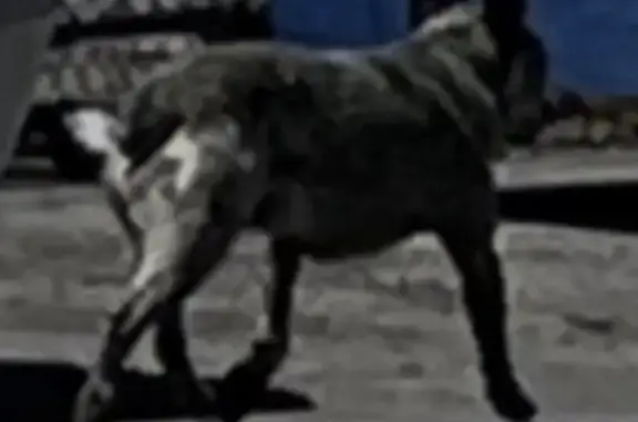 Lost dog, 11th Avenue, 349, Salt Lake City - Blue Heeler, may be limping - photo