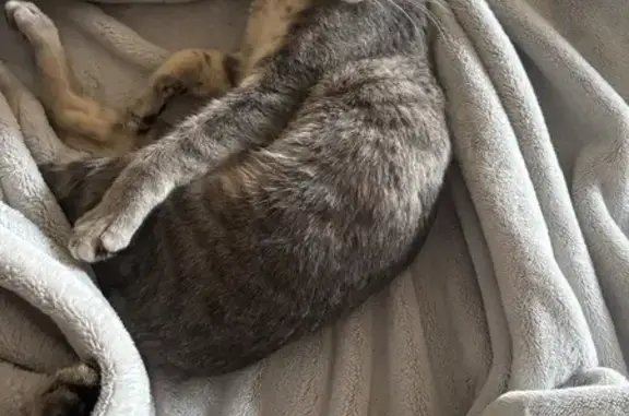 Lost cat, Ingram Road, 2201, D...