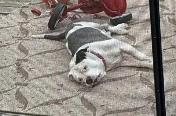Lost dog, North Tampa Street, 347-387, Tampa, Tampa - female, pink collar - photo