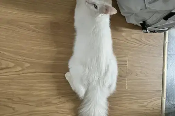 Animaux perdus et trouvés Bobigny, photo: Chat perdu mâle, Rue René Camier, Bobigny - angora turc blanc aux yeux vairons
