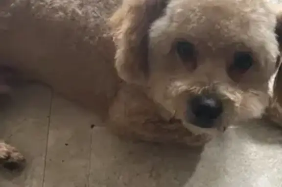 Lost dog, New York Avenue, Arlington - beige and brown poodle/shih tzu mix - photo
