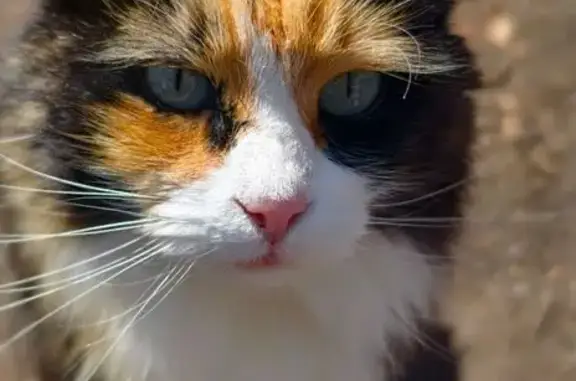 Missing cat Salt Lake City, photo: Lost cat, East 600 South, 545, Salt Lake City — female calico with white muzzle