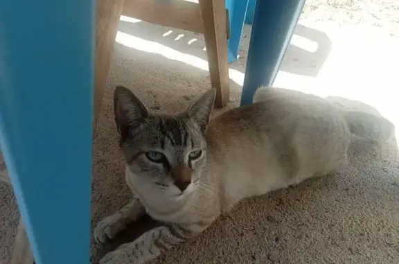 Gatito color blanco con gris y cafe, su cola tiene rayas negras, tiene ojos azules, tiene aproximadamente un año