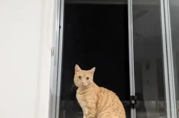 Lost cat, Pope Avenue, 4, Suns...