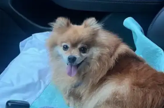 Perdido perro hembra en Calle El Iiwi, 12, Marbella, San Pedro de Alcantara - lleva chip - photo