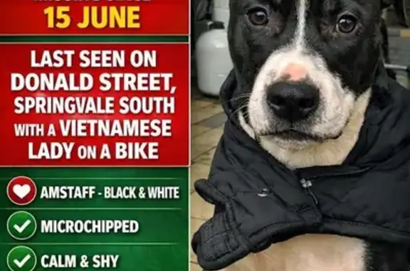 Lost pets Greater Dandenong, photo: Lost dog, Donald Street, 35, Greater Dandenong - male, microchipped