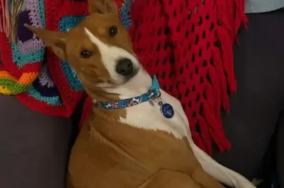 Lost and found pets Australia, photo: Lost dog, Booralie Road, 1A, Northern Beaches Council, Bay View - tan and white coat, distinctive nose stripe