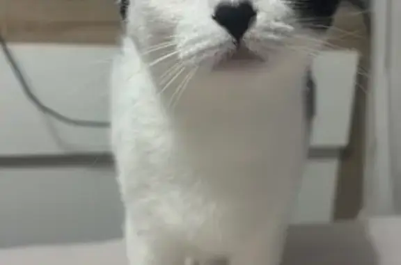 Gato perdido hembra, Barrio Cobranes, 17, Sama - photo