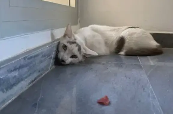 Gato encontrado Valencia, foto: Gato encontrado macho, Calle Periodista Juan Tribuna, 11, Sevilla, Valencia - gatito blanco con manchas negras
