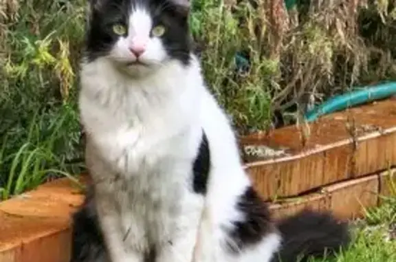 Lost pets Adelaide, photo: Lost cat, North Street, 21, Prospect, Adelaide - male, white and black, very fluffy tail