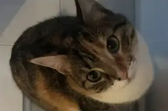 Perdido gato hembra, Calle Ronda, 7, Setefilla, Carmona - tricolor con ojos verdes - photo