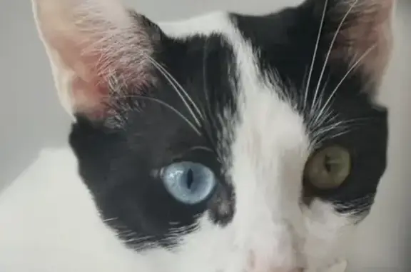 Perdido gato masculino, Avinguda del País Valencià, 110, Bétera, Burjassot - un ojito de cada color - photo