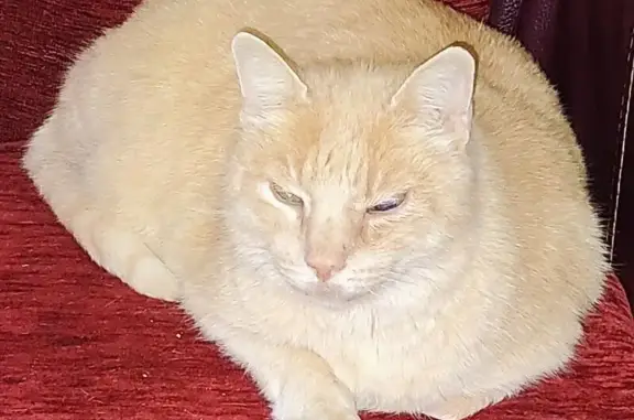 Disparu depuis le lundi 15/06/26 entre le quartier de la Bornière et les écoles. Grand chat mâle de couleur crème / roux clair. Mal voyant, doit recevoir des soins et traitements plusieurs fois par jour pour sa santé... URGENT ! Merci d'avance... Même annonce sur : chat-perdu. Org/fr-fr/927421